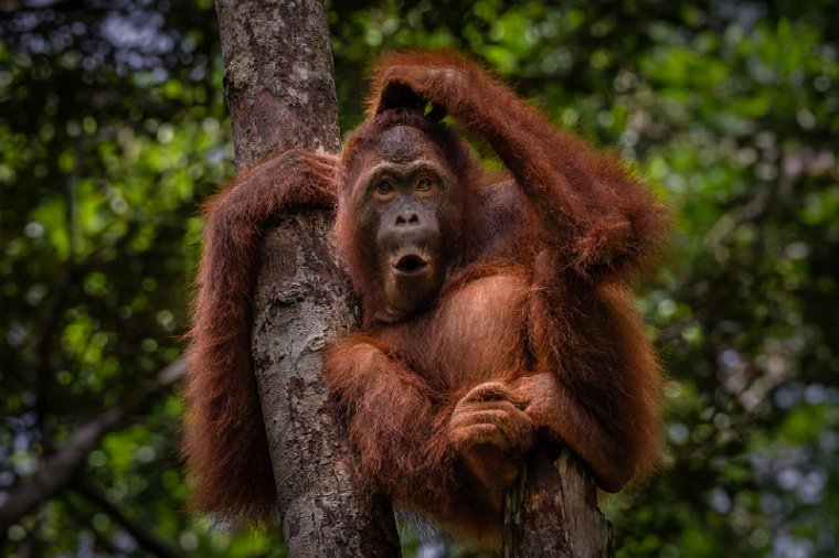 124 Tanjung Puting NP.jpg